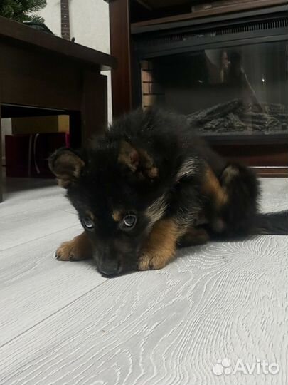 Щенок в добрые руки мальчик