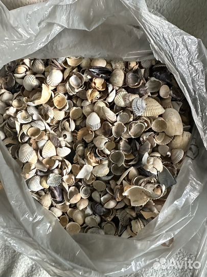 Морские ракушки 1,2 кг