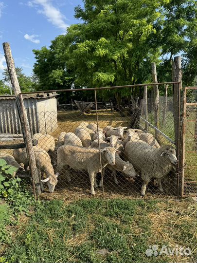 Продаются барашки