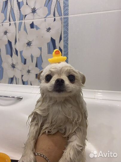 Грумер / стрижка собак