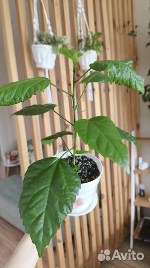 Гибискус красный махровый