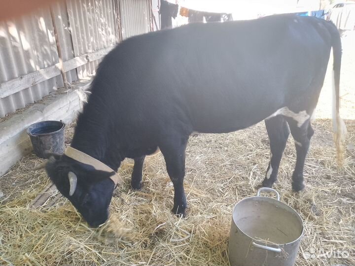 Продаëтся тëлка