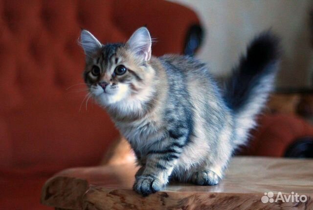Чистокровный сибирский котенок, кошка. Продажа объявление продам
