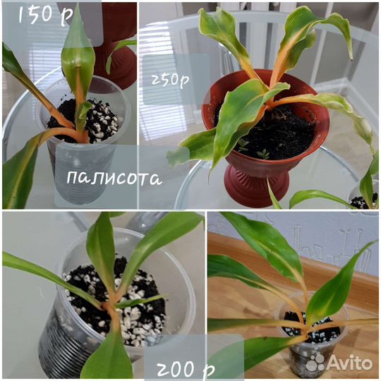 Фикус, клеродендрум,нефролепис
