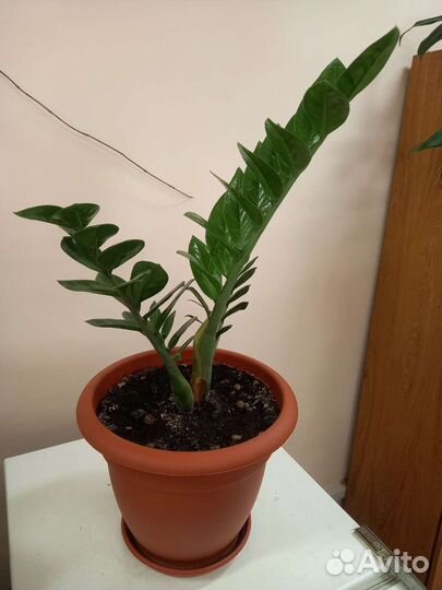 Замиокулькас