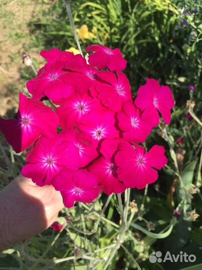 Лихнис корончатый малиновый