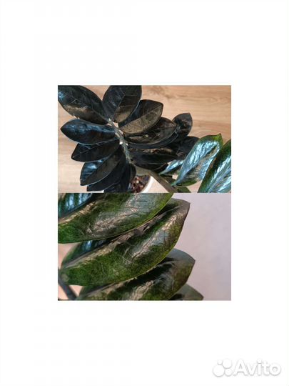 Замиокулькас: Давен, Равен, Зензи,Ланцетовидный