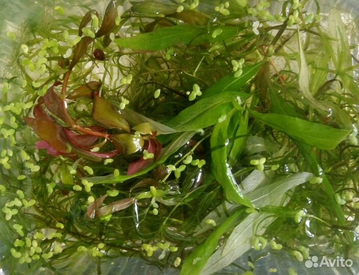 Аквариумные растения, прополка