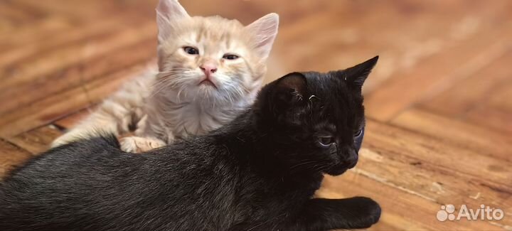 Котята в добрые руки бесплатно