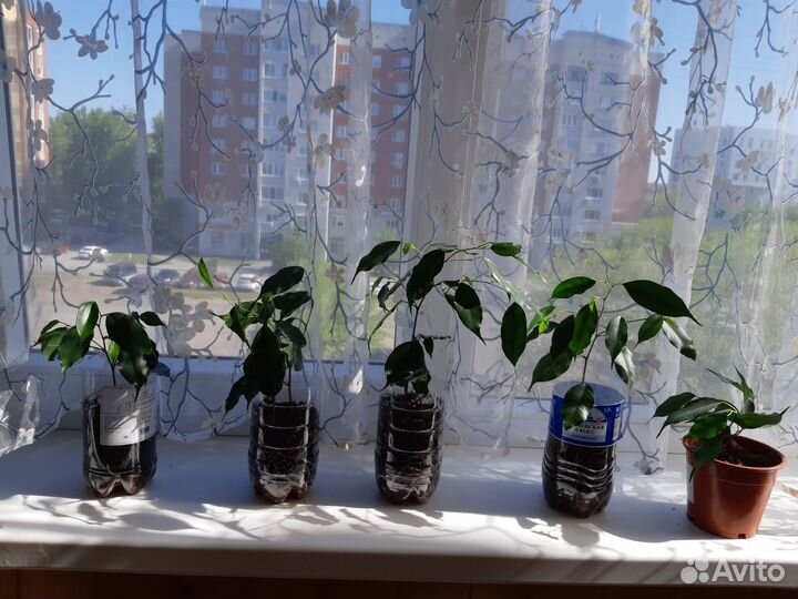 Фикус бенджамина