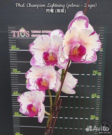 Орхидея Phal. Champion Lightning