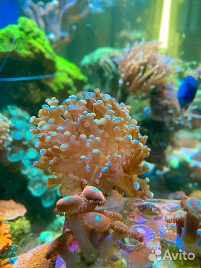 Морские кораллы/Эуфиллия