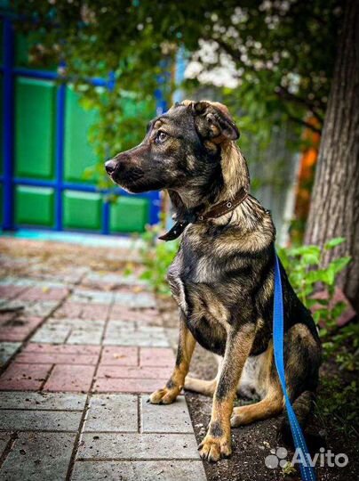 Щенки в добрые руки