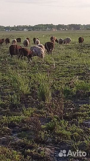 Бараны живым весом