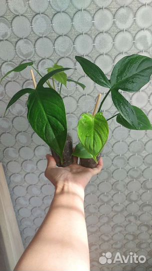 Филодендрон camposportoanum