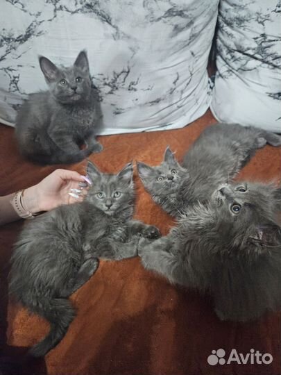 Британские котята