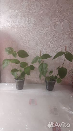 Акалифа (лисохвост)