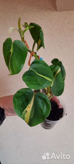 Цветы комнатные