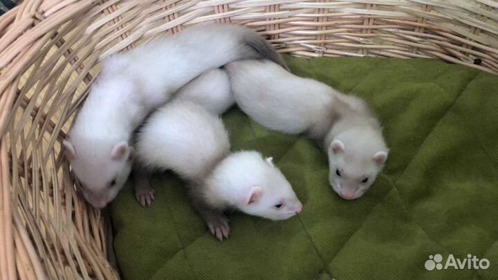 Домашний хорек