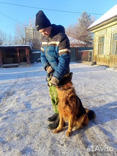 Дрессировка собак кинолог