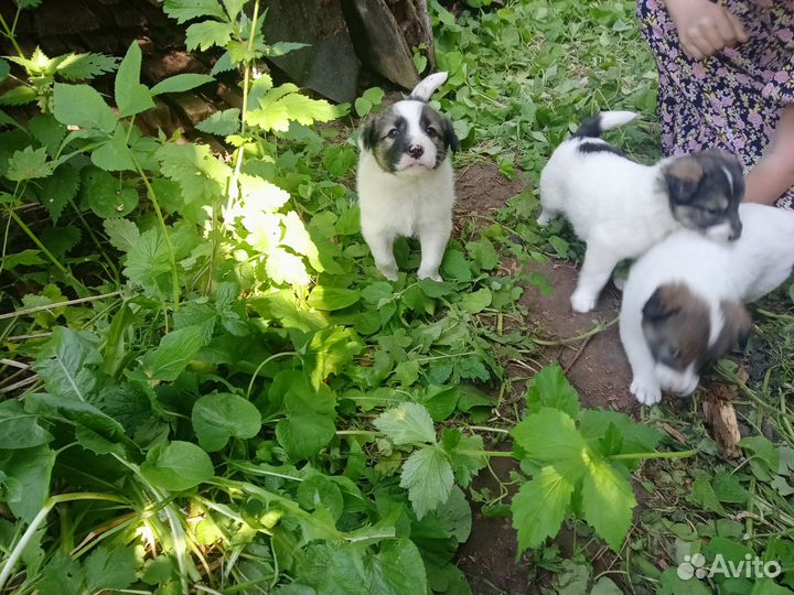 Красивые щенки