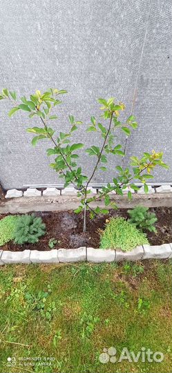 Черешня подмосковная