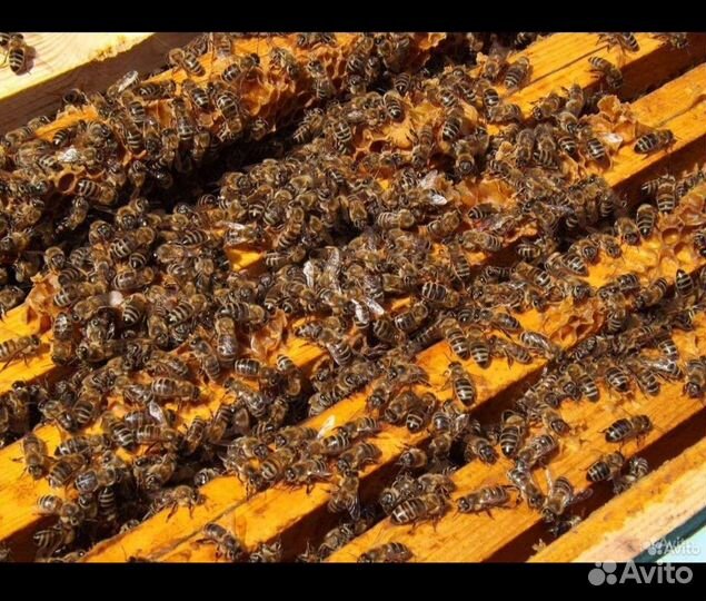 Продам пчелосемьи
