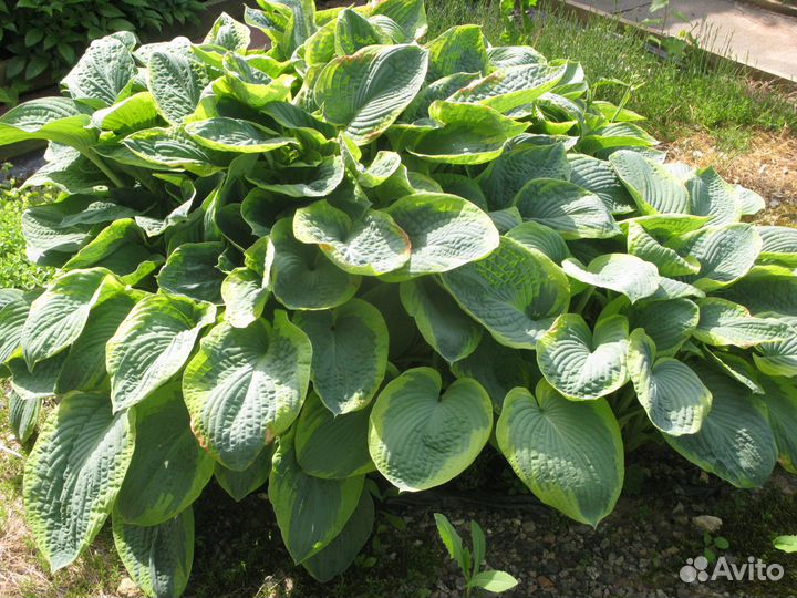 Хосты разных сортов