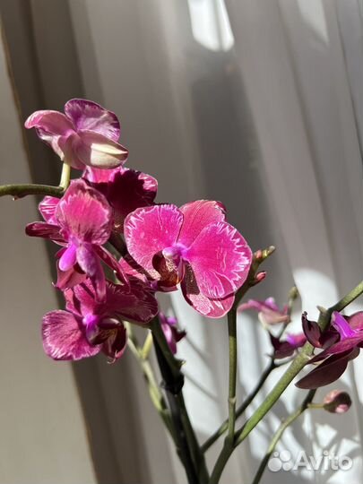 Орхидея фаленопсис