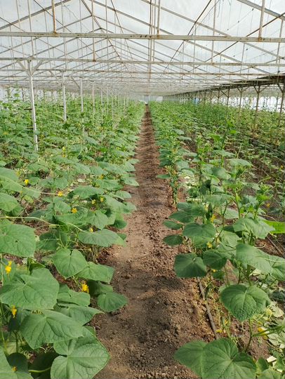 Дом 82 м² на участке 65 сот.