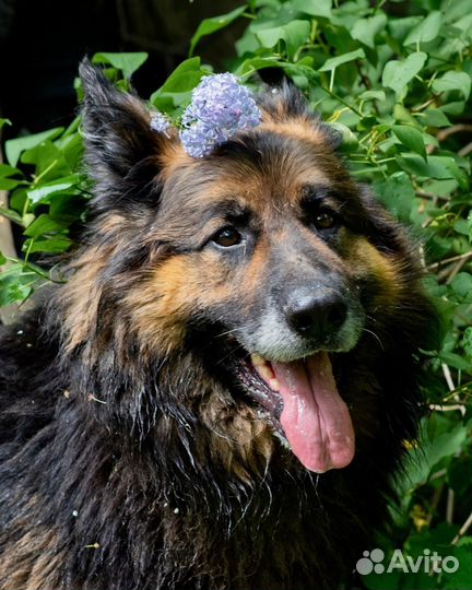 Собака в добрые руки