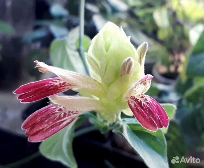 Домашние Цветы часть 1