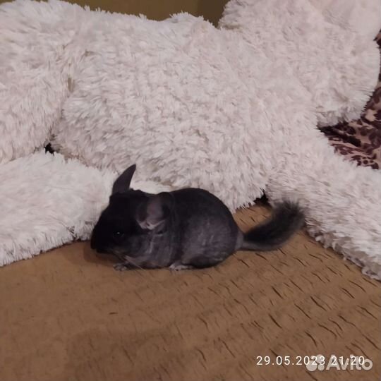 Шиншилла мальчик черный бархат