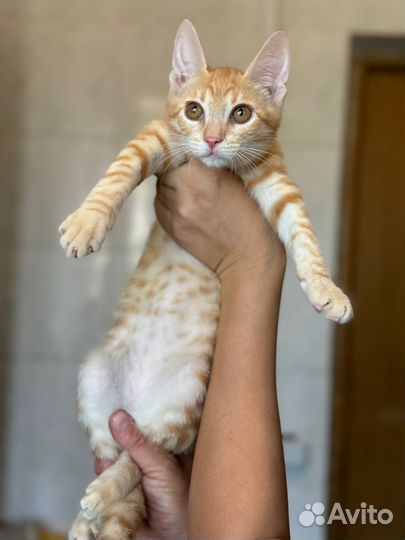 Котенок рыжий