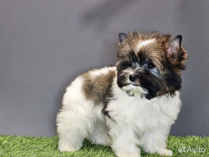 Щенки бивер йорка