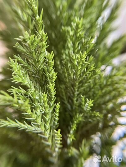 Микролинза для телефона