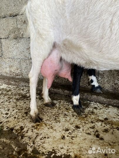 Зааненская дойная коза с козленком