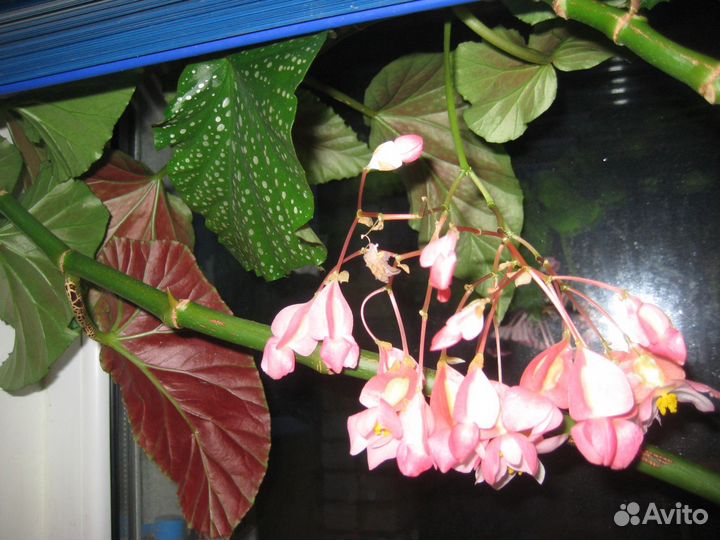 Ампельная бегония