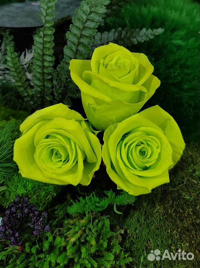 Стабилизированные цветы