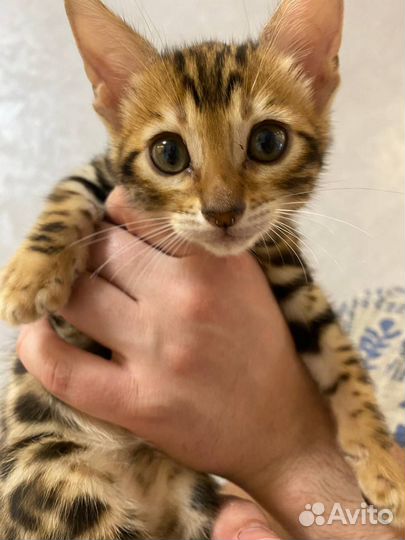 Шикарный бенгальский мальчик