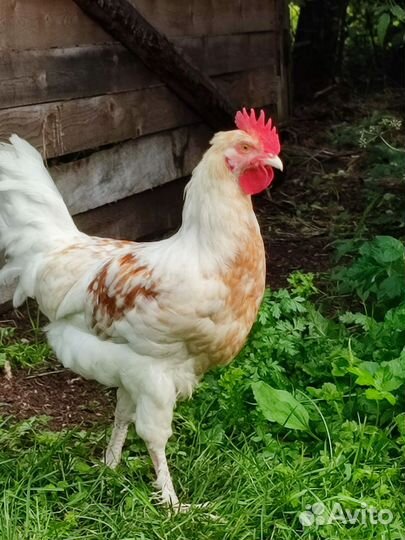 Молодые петушки