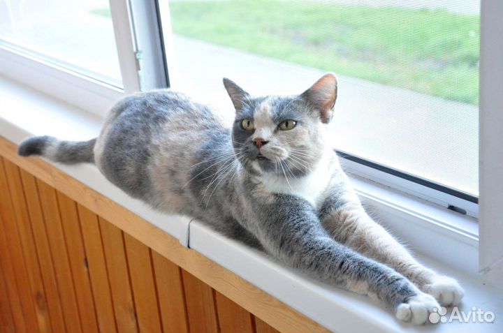 Шотландская кошка