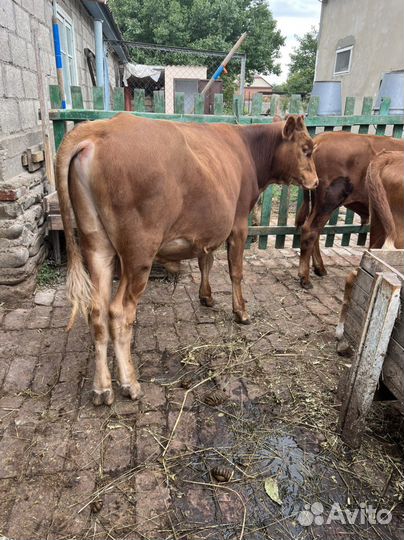 Телята бычки