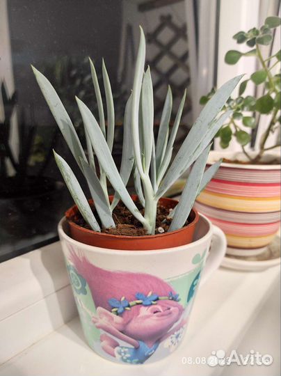 Крестовик сенецио