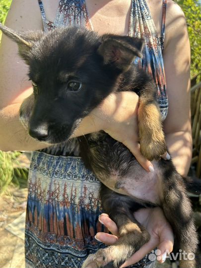 Щенок мальчик в дар (2-3 месяца)