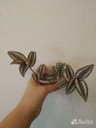 Домашние цветы