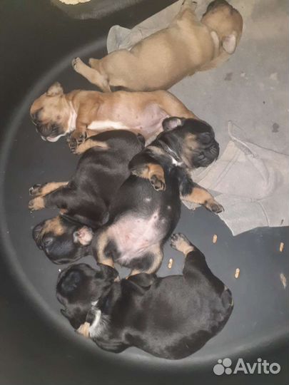 Французский бульдог-чудо из чудес)