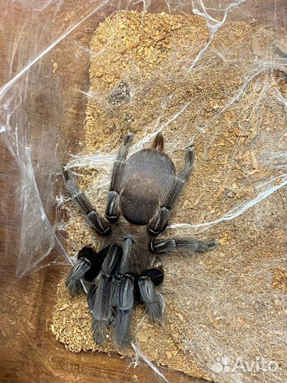 Паук птицеед вида (Chilobrachys) норный