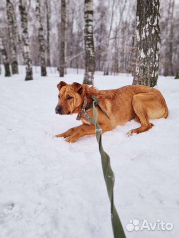 Собака в добрые руки из приюта бесплатно