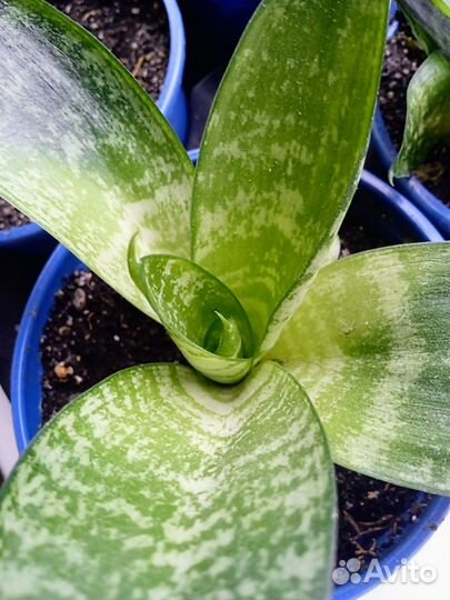 Сансиеверия Ханни, щучий хвост, растение, цветок